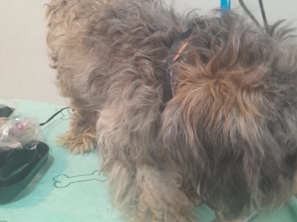 brown Matted dog