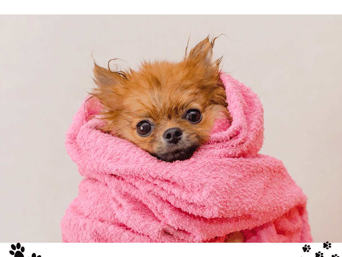 dog wrap in pink towel